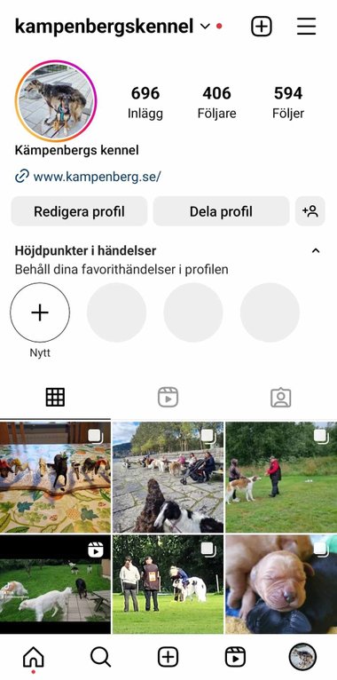 Följ oss gärna på Instagram 🤗 
https://instagram.com/kampenbergskennel?utm_medium=copy_link